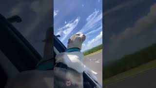 Cat putting head out of window like a dog