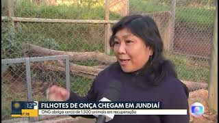 Onças que eram tratadas como animais de estimação começam reabilitação em ONG de JUNDIAÍ