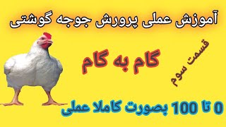 پرورش مرغ گوشتی در خانه صفر تا صد قسمت سوم