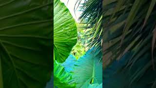 Beautiful Garden | Tropical | EUkids #shorts #monstera #elephantear #plantita #gardening