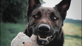 O poder do Pastor Malinois | O melhor cão pra fazer guarda