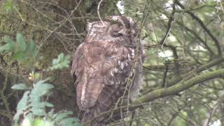 Female Tawny Owl Chick  in the daytime 16.8.17.   14