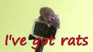 My dream came true - I've got young rats - CoronaVlog 2020 #3