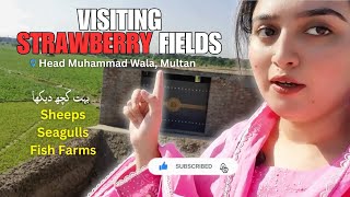 Strawberry Fields at Head Muhammad Wala Multan | Sheeps, Seagulls, Fish Farms and Strawberries