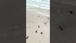 The Moment the Baby Turtles  enter the Water for the first Time is very Beautiful #turtule #ocean