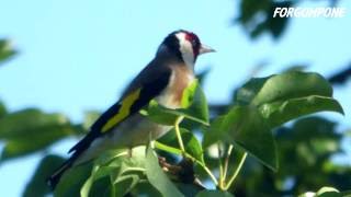 VIE SAUVAGE : "Le chardonneret élégant"