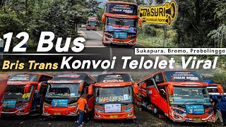 KONVOI GEDEN !! Aksi 12 BUS ARTIS BRIS Trans HEBOHKAN LERENG BROMO