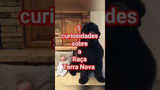 #291 5 curiosidades sobre a Raça TERRA NOVA 🐶🐶🐶 #luke5curiosidades #shortvideos #terranova