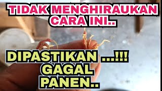 KUKU INDUK KENARI YG PANJANG SANGAT MEMBAHAYAKAN CINDIL KENARI.