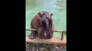 Бегемот Балдеет Hippo Rest #short