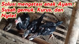 Penyebab dan Solusi Mengatasi Ayam Kurus pada Anak Ayam Usia 2 -  4 Bulanan