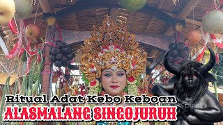 RITUAL ADAT KEBO KEBOAN ALASMALANG SINGOJURUH