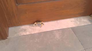 Funny Looking Crabs Protecting Hotel Room Door (June 2015)