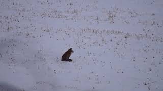 Renard qui chasse sur la neige 14 02 2018