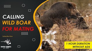 GUARANTEED TO COME LESS THAN 5 MINUTES  - CALLING WILDBOAR FOR MATTING