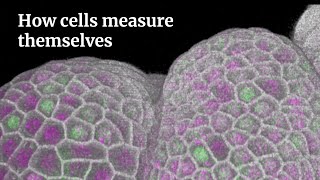 How cells measure themselves 📏