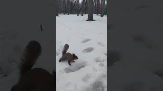 02/20/2023. Kharkiv. Gorky Park. A squirrel walks in the snow.