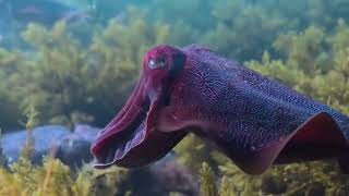 Giant Cuttlefish Ka Maharath