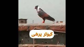 کبوتر نقش