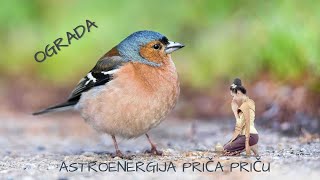 Ograda - Astroenergija priča