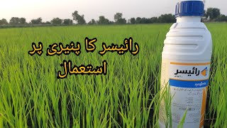 رائیسر کا پنیری پر استعمال |  Ricer use on Nursery | IBS Agri. Farm