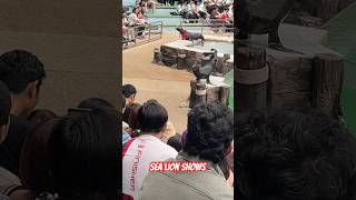 #Sea world lions amazing show2#cuteanimals #