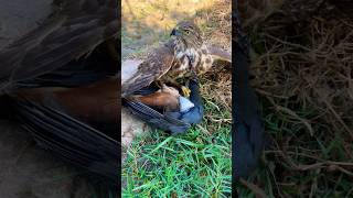 Falcon Hunting Birds #birds #falcon #shorts #wildlife #animals