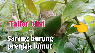 Melihat sarang burung prenjak lumut