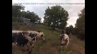 Drive cows to new paddock using proper Stockmanship