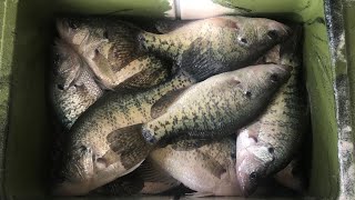 LIVESCOPING CRAPPIE off standing timber on Lake Hudson Oklahoma