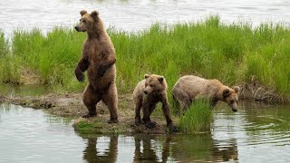 Katmai Bears | Part 2 | "The Beady Bunch"