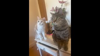 Insanely beautiful kittens *very unique rare breed*….. #cutecat #catlover #funnycats #pets #cute