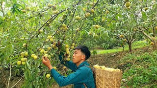 Harvest peaches, bring to the market to sell / daily Life | Triệu Văn Tính