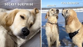 Golden Retriever Spontaneously Goes on Unbelievable Day Adventure!