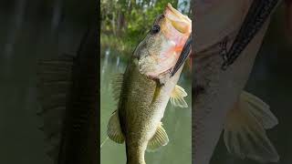 A #basstacklecapital in house lure. Great catch! #largemouthbass #bassfishing #florida #outdoors