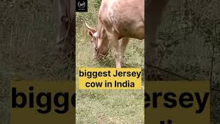 Biggest Jersey cow in India #cowvideos #india #usa #allcountries #music #drillville #bullrider #cow