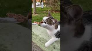 Cats meeting 🐈🐈🐈‍⬛🐈‍⬛ #cats #cat #catslover