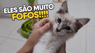 MUITA FOFURA para te DEIXAR FELIZ! | VLOCAT