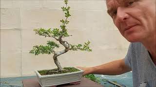 Fraxinus xanthoxyloides var.  dumosa bonsai 4