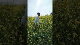 sarso ka khet beautiful view #animals #salaar #sarso #kisan #newtrandstatus