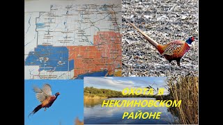 ОХОТА ФАЗАН в Неклиновском районе РОСТОВСКАЯ ОБЛАСТЬ