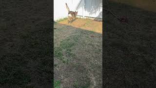 Charlie plays fetch #shorts #germanshepherdpuppy #viraldogsvideos #cutedogs #1kviews #subscribe