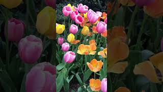 Lovely Tulips || Oslo#norway#shorts #youtubeshort