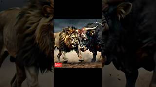 Animals battle lion Vs bull|amazing fights|#shorts #shortsfeed