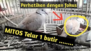 ternak Puter Pelung || Puter Pelung Cepat Bertelur dan mengeram