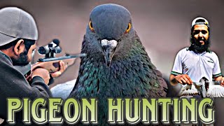 Pigeon hunting 2023 || Hatsan mod 65 || Air gun hunting || The bearded hunters #pigeon #hunting