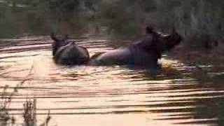 One Horned Rhino Bathing In Bardia National Park, Nepal