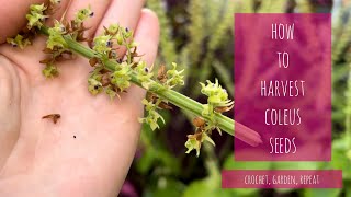 How to Harvest Coleus Seeds 🌱 Crochet, Garden, Repeat