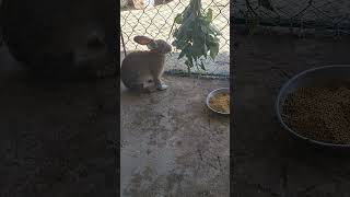 🐇🐇🐇😋😋😋😍😍#rabbit #cute #bunny #pets #animals #youtubeshorts #enjoythenatureoftheworld