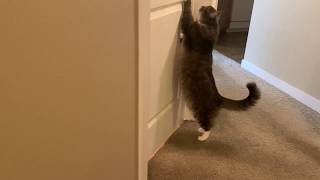 Sad cat wants human to open bathroom door!